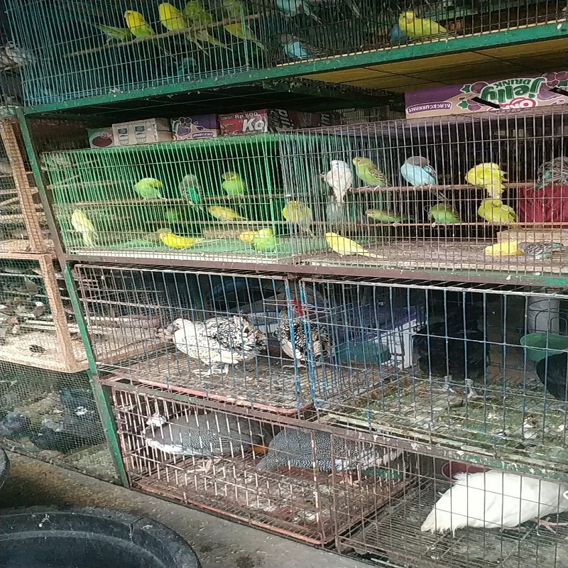 Monitoring wildlife trade in the star market, Medan city (April 22, 2020)